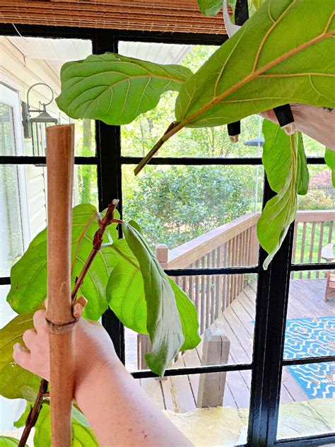 Propagating A Fiddle Leaf Fig · Chatfield Court