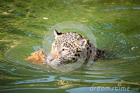 Orange Jaguar Swimming Stock Image Image Of Feline Mammal