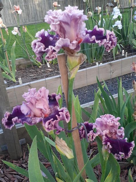 Photo Of The Entire Plant Of Tall Bearded Iris Iris Flutterina