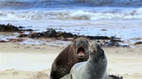 New zealand sea lions mating dance — Stock Video © GoodOlga #78257982