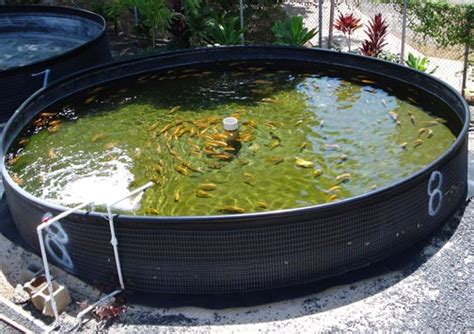 Home Aquaponics: Building An Endless Food Supply