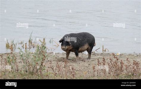 Feral Pig Boar Pig Hybrid Digs The Ground In In Shore Zone Next To