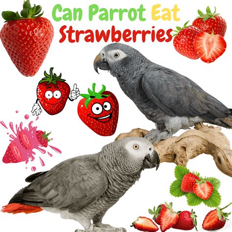 Can Parrot Eat Strawberry Can African Grey Eat Strawberries