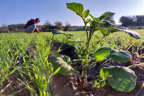 Soil Fertility - WUR