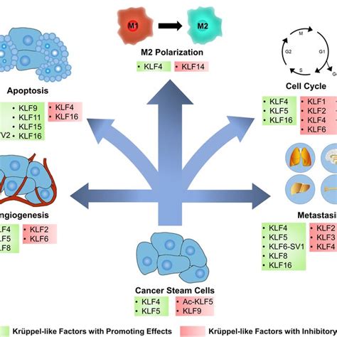 Klfs In Cancer Related Signaling Pathways Krüppel Like Factors Klfs