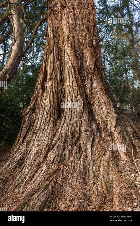 The Trunk Of A Giant Sequoia Sequoiadendron Giganteum Giant Redwood