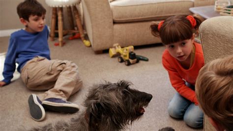 Topsy And Tim Series 1 6 Dog Day Audio Described Bbc Iplayer