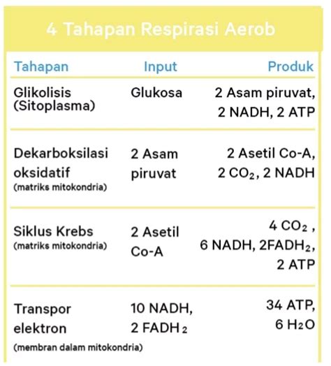 Berikut Ini Adalah Bagan Tahap Respirasi Aerob Dan