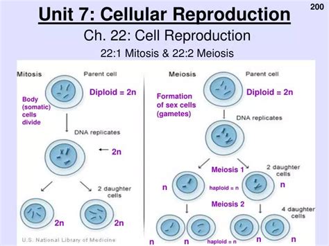 Ppt Unit 7 Cellular Reproduction Powerpoint Presentation Free Download Id5147099