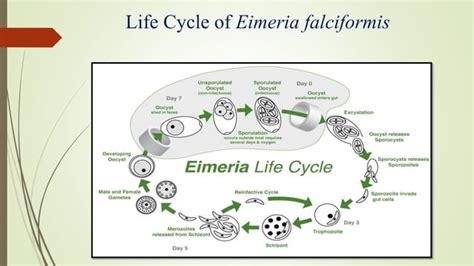 Life Cycle Of Protozoan Parasites