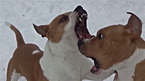 2 Staffordshire Bull Terrier Fight Youtube