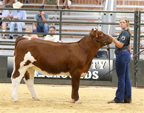 Maine Anjou National Junior Show I Fullblood Heifers The Pulse