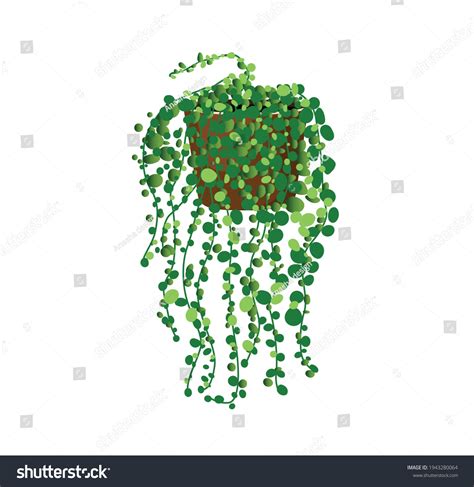 29 Pearl wort Images, Stock Photos & Vectors | Shutterstock