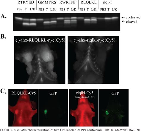 Figure 1 From Parallel In Vivo And In Vitro Selection Using Phage