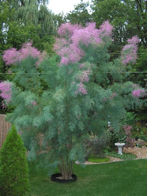 tamarix tree | Garden inspiration, Grasses garden, Garden plants