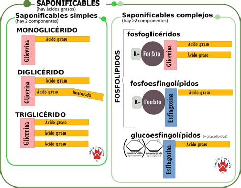 Clasificacion De Los Lipidos Hot Sex Picture