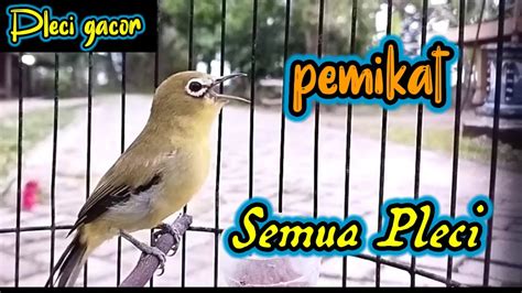 Pleci Gacor Memikat Semua Pleci Youtube