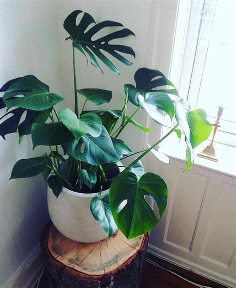 Philodendron And Monstera