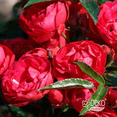 Роза Morsdag Red (Морсдаг Ред) - Штамбовые - Саженцы роз, ягодных ...