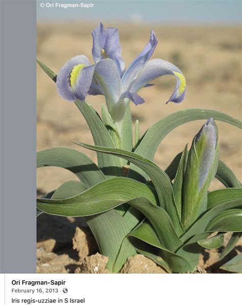 Two Tuviae, botanist and soldier | Israel Tours