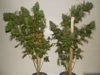 Super Skunk Automatic Sensi Seeds Galerie Des Vari T S