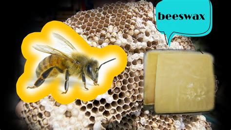 Membuat Beeswax Dari Sarang Lebah Apis Mellifera YouTube