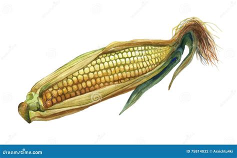 Maize Cartoons, Illustrations & Vector Stock Images - 12538 Pictures to ...