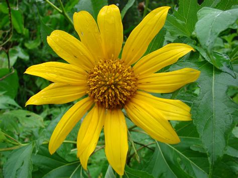 Arnica Arnica Montana A Photo On Flickriver