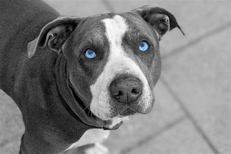 Blue Eyed Pitbull: You Won't Resist Those Baby Blues