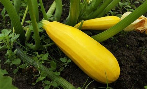 Выращивание кабачков на участке – о чем нужно знать? | На грядке ...