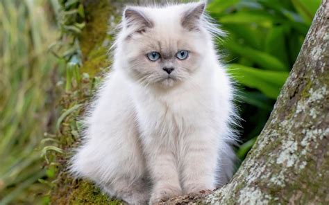 Himalayan Cat Breed: History, Personality, and Care