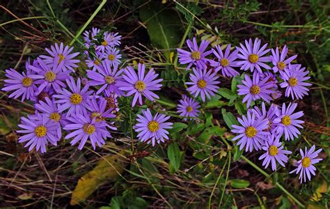 Aster amellus (Asteraceae) image 129637 at PhytoImages.siu.edu