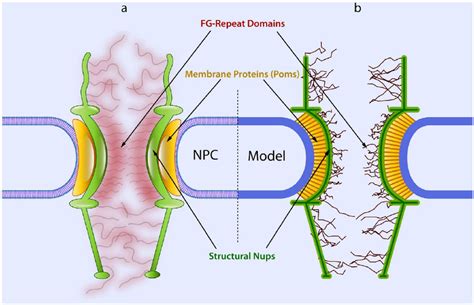 The Structural Components Of The Npc And Their Equivalences In Our