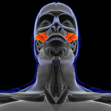 Zygomaticus Major and Minor Muscle Anatomy for Medical Concept 3D Stock ...