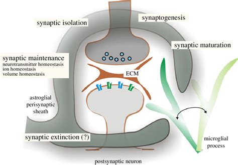 Astroglial Cradle Embraces And Fosters Multi Partite Synapse In The