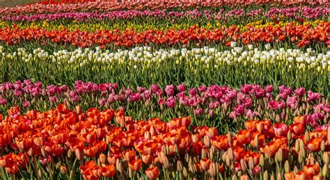 Spring Tulip Festival Was A Success In New Hampshire By Bruce Coulter Weeds And Wildflowers