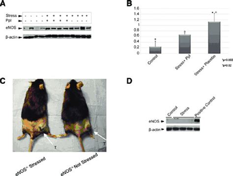 Enos Expression In Stressed Mice A Western Blot Analysis With Download Scientific Diagram