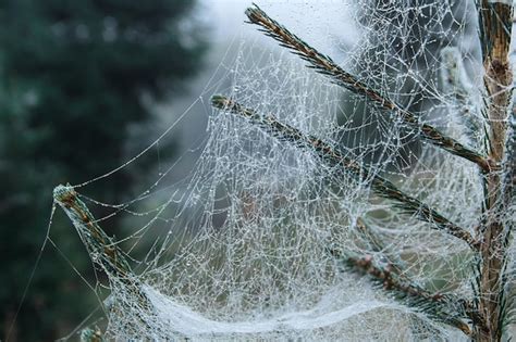 Teia De Aranha Ao Amanhecer Gotas De Orvalho Foco Seletivo Em