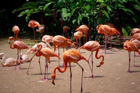 Premium Photo Flamingos In Water