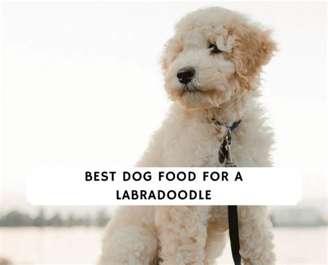 dog food   labradoodle top  picks