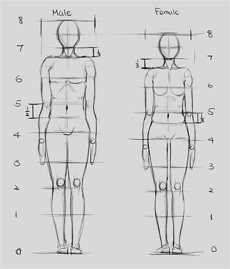 24+ Female Anatomy Reference Drawing - FraserCasey