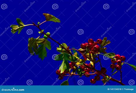 Red Berries On A Tree Branch Stock Photo Image Of Giant Bungle