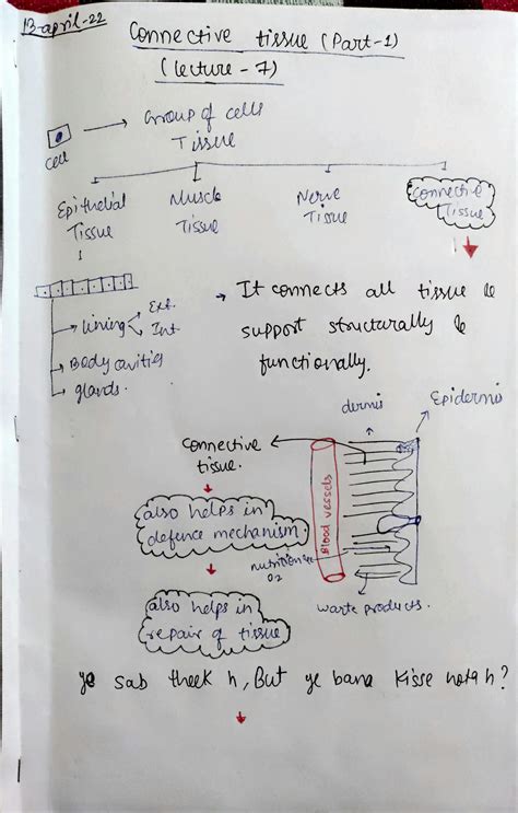 Solution Dr Najeeb Histology Notes Connective Tissue Lecture 7