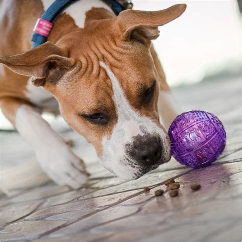 Balle Friandises Treat Ball Balle Pour Chien Wanimo