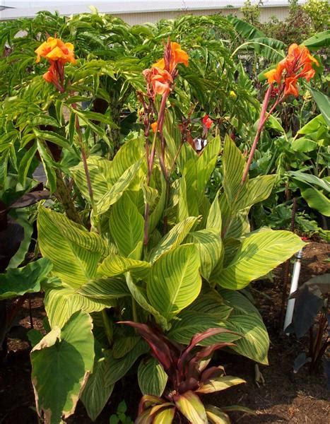 Canna Pretoria Bengal Tiger Brians Botanicals