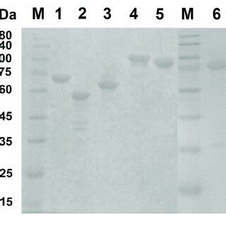 Sds Page Analysis Of Purified Recombinant Proteins The Purified