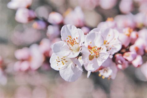 Free Images Branch Flower Petal Food Spring Produce Pink Flora