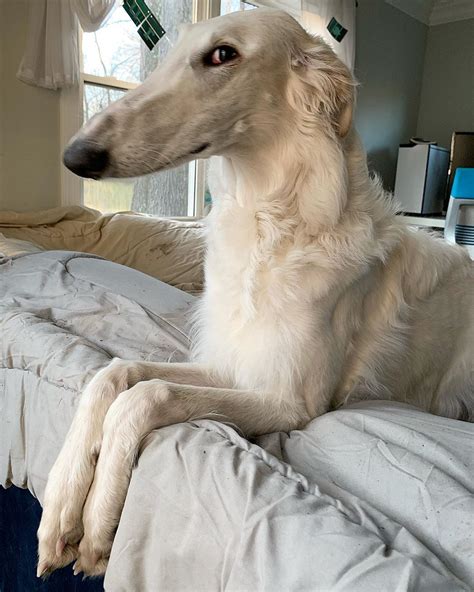 111k Likes 179 Comments Eris The Borzoi Eriszoi On Instagram