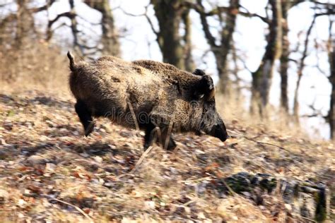 A big wild boar stock photo. Image of animal, wildlife - 13612144