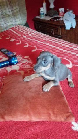 Blue Miniature Pinscher For Sale In Poughkeepsie New York Classified